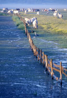 723 Marais poitevin. Des bovins pâturent sur le marais communal de Lairoux. 