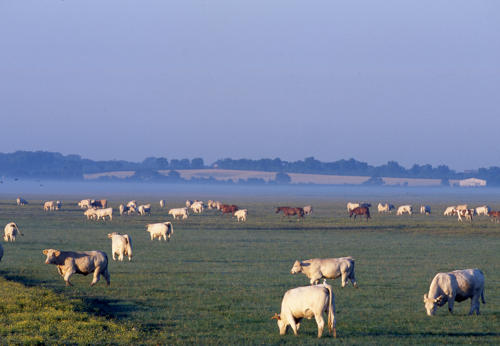 Marais poitevin. Des bovins et des chevaux pâturent sur le marais communal de Lairoux.