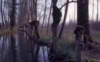 740 Marais poitevin. Une voie d'eau dans le marais mouillé à Sansais La Garette en hiver. 