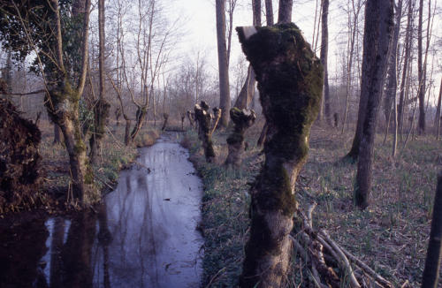 Marais poitevin. Une voie d'eau dans le marais mouillé à Sansais La Garette en hiver.