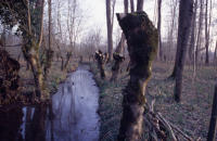 742 Marais poitevin. Une voie d'eau dans le marais mouillé à Sansais La Garette en hiver. 