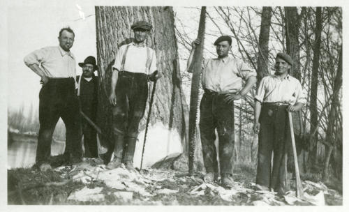 Années 1950.Des bucherons abattent un peuplier dans le marais mouillé. Marais poitevin