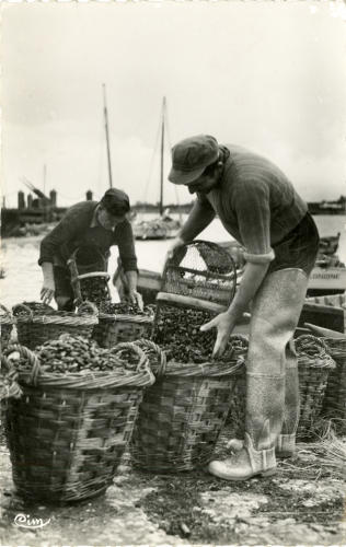 L'emballage des moules dans le port de l'Aiguillon-sur-Mer. Marais poitevin