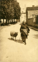 785 Un mouton dans les rues de Courçon-d'Aunis. Marais poitevin 