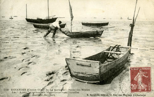 Esnandes : La pêche aux moules avec les « Acons », bateaux avec lesquels les pêcheurs vont travailler dans les bouchots. Marais poitevin