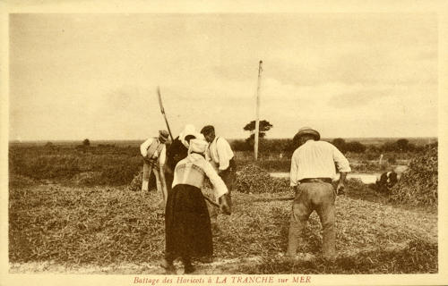 Battage des haricots à La Tranche-sur-Mer. Marais poitevin