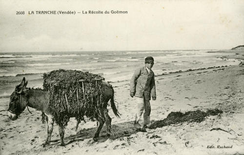 La Tranche-sur-Mer, la récolte du goëmon. Marais poitevin