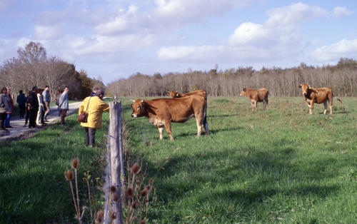 Vaches maraîchines sur le marais communal du Bourdet