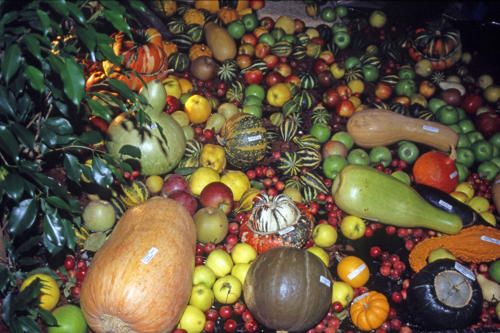 Exposition de fruits et de cucurbitacées au verger conservatoire de Luçon-Pétré