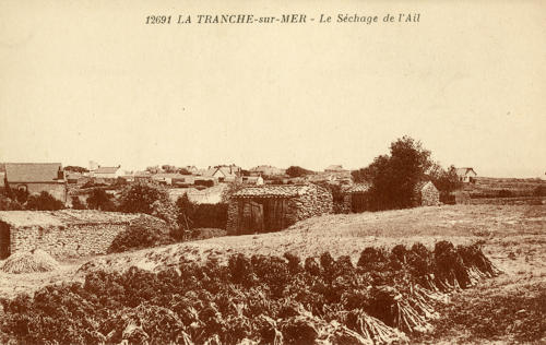 La Tranche-sur-Mer – Le séchage de l'Ail. Marais poitevin