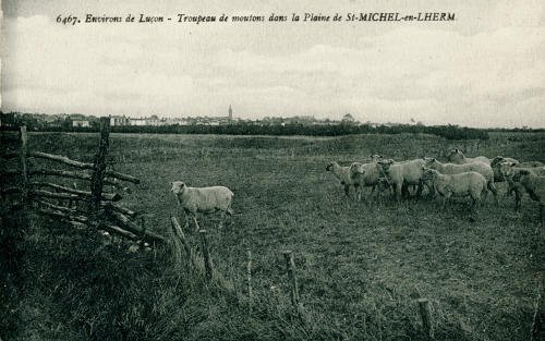 Saint-Michel-en-l'Herm – Troupeau de moutons