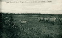 964 Saint-Michel-en-l'Herm – Troupeau de moutons 