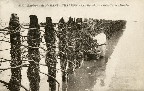 Charron – Les bouchots, récolte des moules
