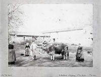 1185 Coulon - Un bœuf devant une grange. Marais poitevin 