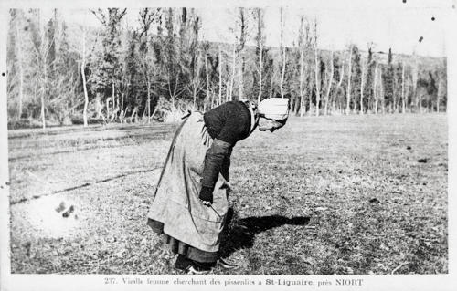Vieille femme cherchant des pissenlits à Saint-Ligaire, près Niort. Marais poitevin
