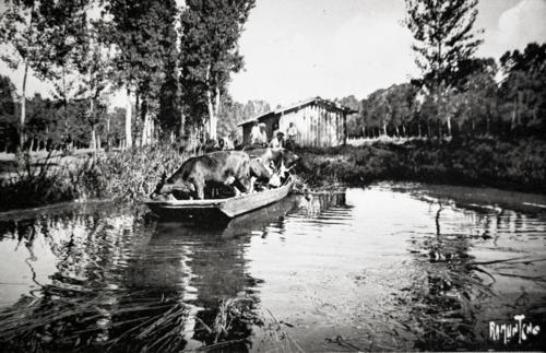 Le Marais poitevin - Transport d'animaux en bateau