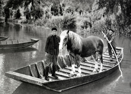 Le Marais poitevin - Transport d'un cheval au pacage