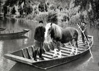 1774 Le Marais poitevin - Transport d'un cheval au pacage 