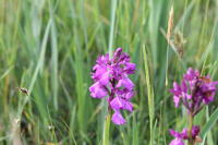 1897 Orchis 