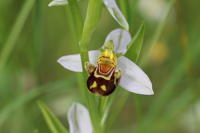 1931 Ophrys abeille 