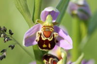 1932 Ophrys abeille 