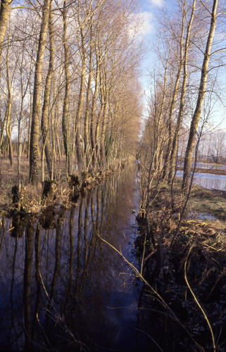 Saint-Hilaire-la-Palud - Marais de Sazais-Inondation. Marais poitevin