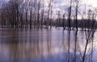 2022 Le Vanneau-Irleau - Inondation bord de Sèvre. Marais poitevin 