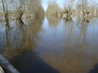 2231 Le Vanneau - Le marais inondé en mars 2001. Marais poitevin 