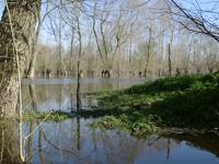 2233 Le Vanneau - Le marais inondé en mars 2001. Marais poitevin 