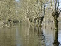2234 Le Vanneau - Le marais inondé en mars 2001. Marais poitevin 