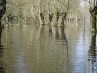 2235 Le Vanneau - Le marais inondé en mars 2001. Marais poitevin 