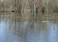 2240 Le Vanneau - Le marais inondé en mars 2001. Marais poitevin 