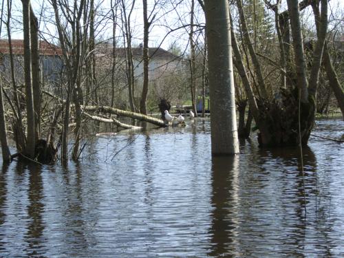 Le Vanneau - Le marais inondé en mars 2001. Marais poitevin
