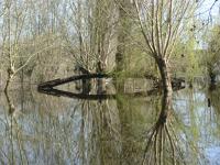 2243 Le Vanneau - Le marais inondé en mars 2001. Marais poitevin 