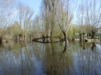 2244 Le Vanneau - Le marais inondé en mars 2001. Marais poitevin 