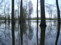 2245 Le Vanneau - Le marais inondé en mars 2001. Marais poitevin 