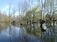 2247 Le Vanneau - Le marais inondé en mars 2001. Marais poitevin 