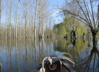 2248 Le Vanneau - Le marais inondé en mars 2001. Marais poitevin 