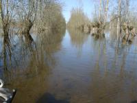 2249 Le Vanneau - Le marais inondé en mars 2001. Marais poitevin 