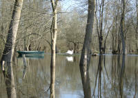 2254 Le Vanneau - Le marais inondé en mars 2001. Marais poitevin 