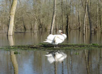 2256 Le Vanneau - Le marais inondé en mars 2001. Marais poitevin 