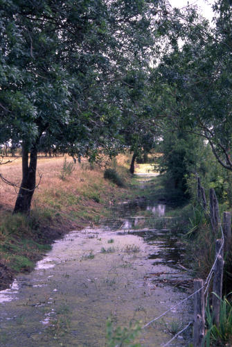 Les Magnils-Reigniers - Canal traversant le marais communal. Marais Poitevin