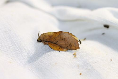 Feuille morte du peuplier - Papillon de nuit