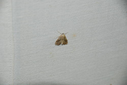 Parapoynx stratiotata - Papillon de nuit