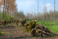 3000 Sansais - Frênes têtards dans une terrée et peupliers. Marais poitevin 