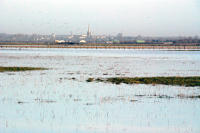 3266 Triaize - Le marais inondé, décembre 2012. Marais poitevin 