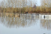 3294 Lairoux - Le parc de contention du marais communal inondé. Marais poitevin 