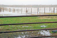 3309 Lairoux - Marais communal inondé. Marais poitevin 