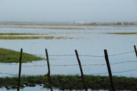 3368 Triaize - Le marais inondé, décembre 2012. Marais poitevin 