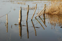 3369 Triaize - Le marais inondé, décembre 2012. Marais poitevin 